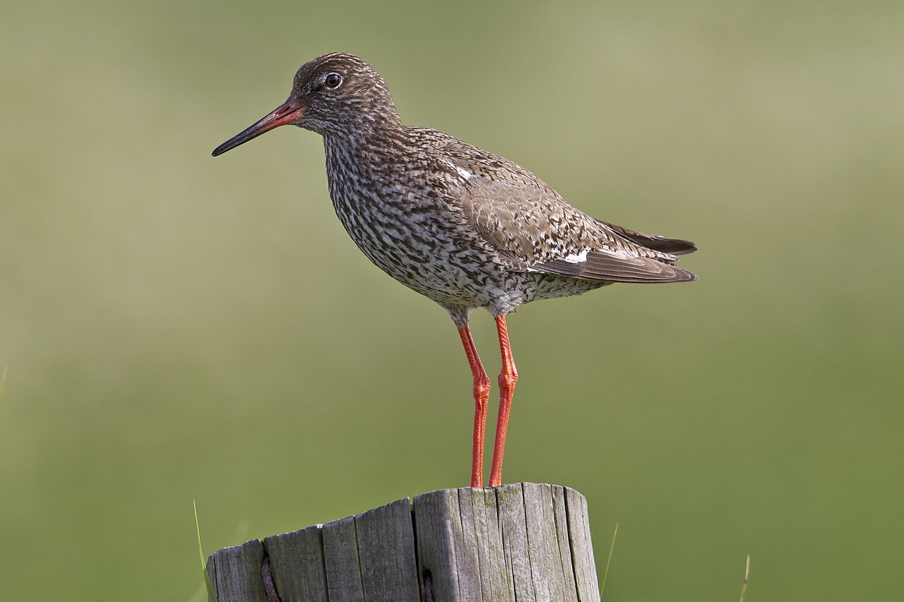 Tureluur (Tringa totanus)