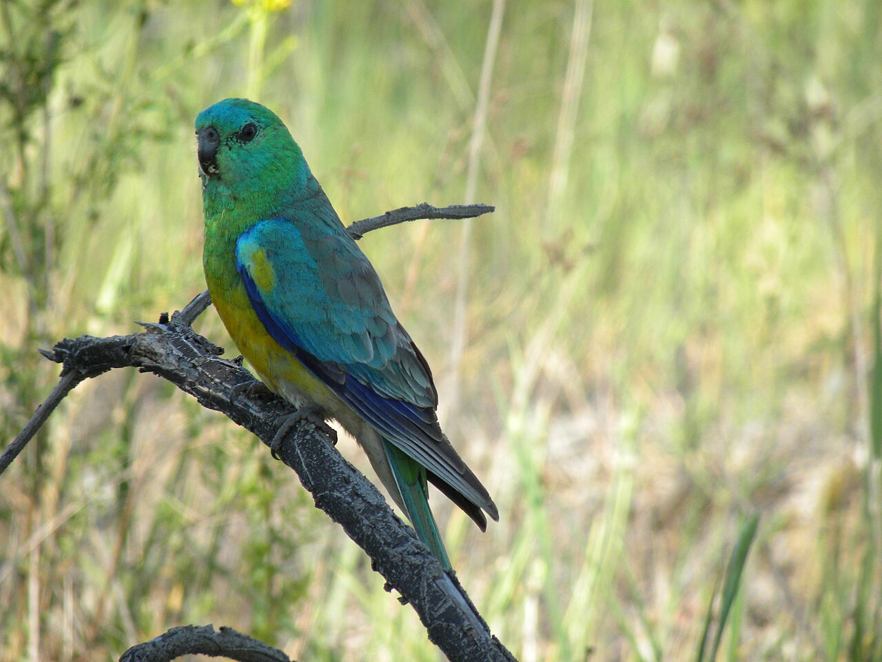 Turkooisparkiet (Neophema pulchella)