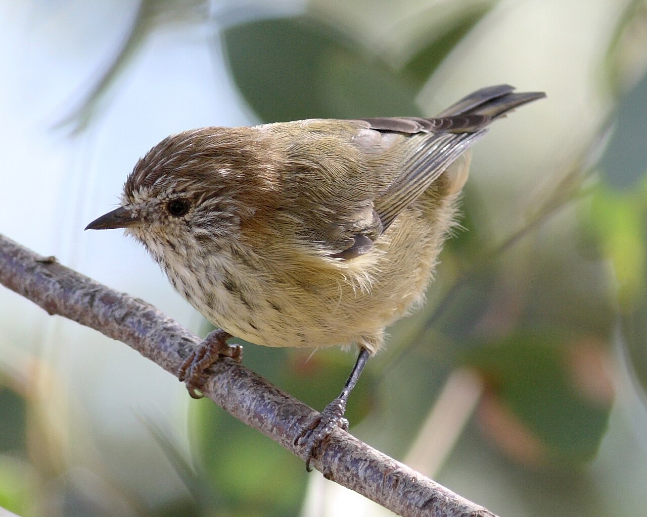Acantiza estriada (Acanthiza lineata)