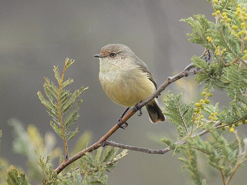 Vaalstuitdoornsnavel (Acanthiza reguloides)
