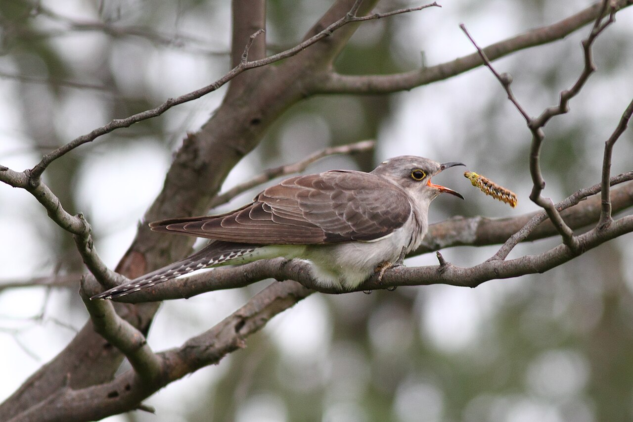 Pallid Cuckoo (Heteroscenes pallidus)