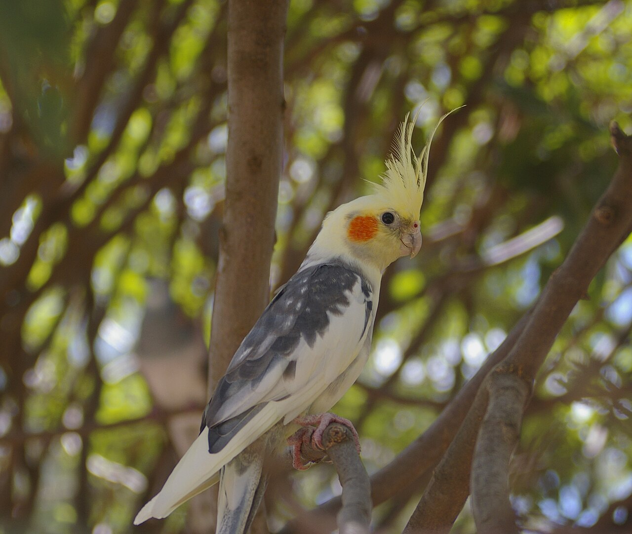 Cockatiel (Nymphicus hollandicus)