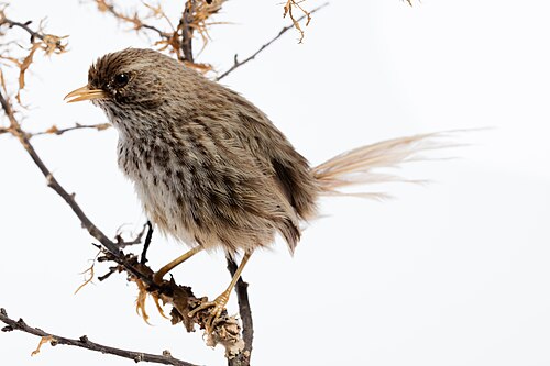 Varengrasvogel (Poodytes punctatus)