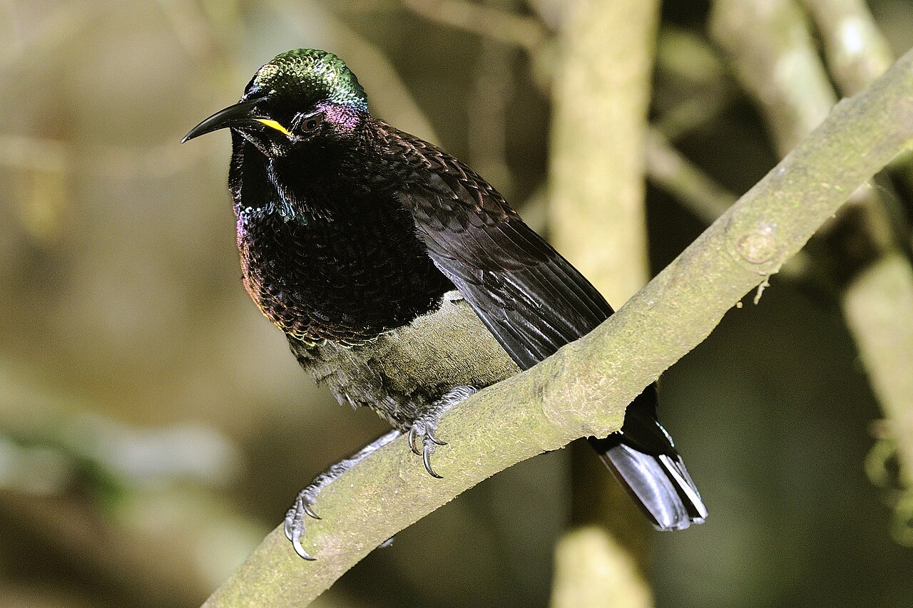 Victoria's Riflebird (Ptiloris victoriae)