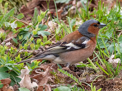 Vink (Fringilla coelebs)
