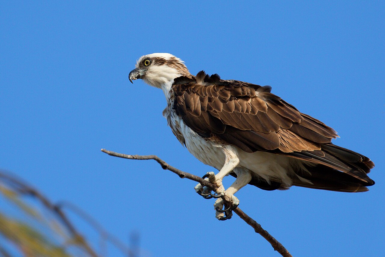Visarend (Pandion haliaetus)