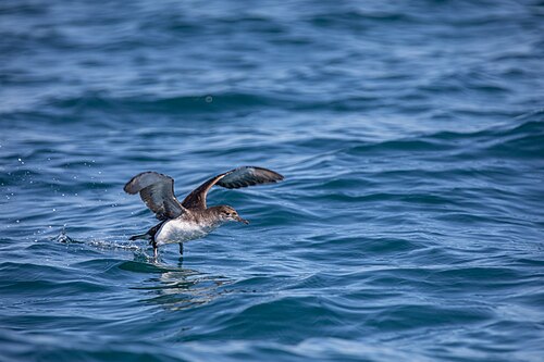Vlinderpijlstormvogel (Puffinus gavia)