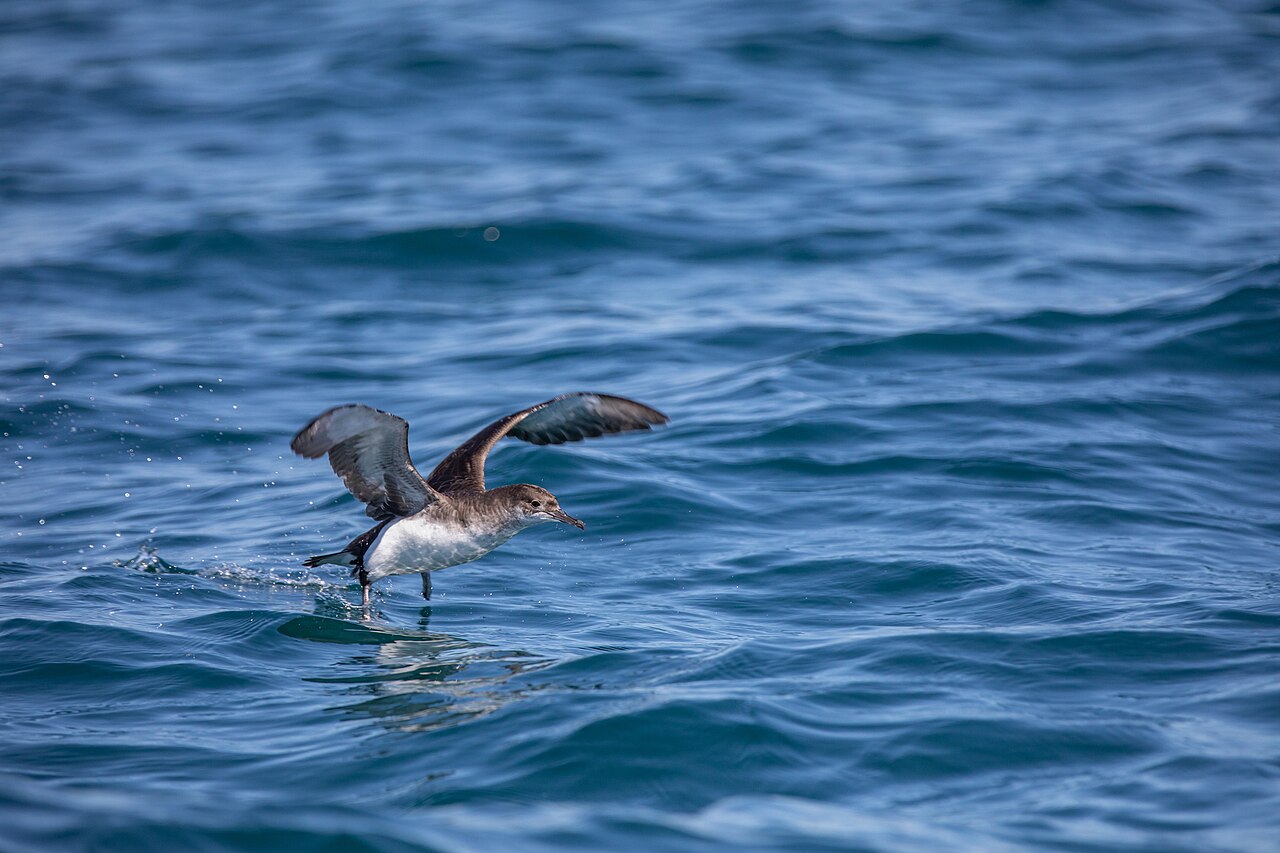 Fluttering Shearwater (Puffinus gavia)