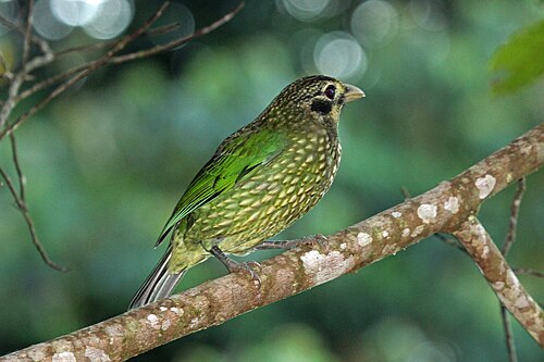 Vogelkopkatvogel (Ailuroedus melanotis)