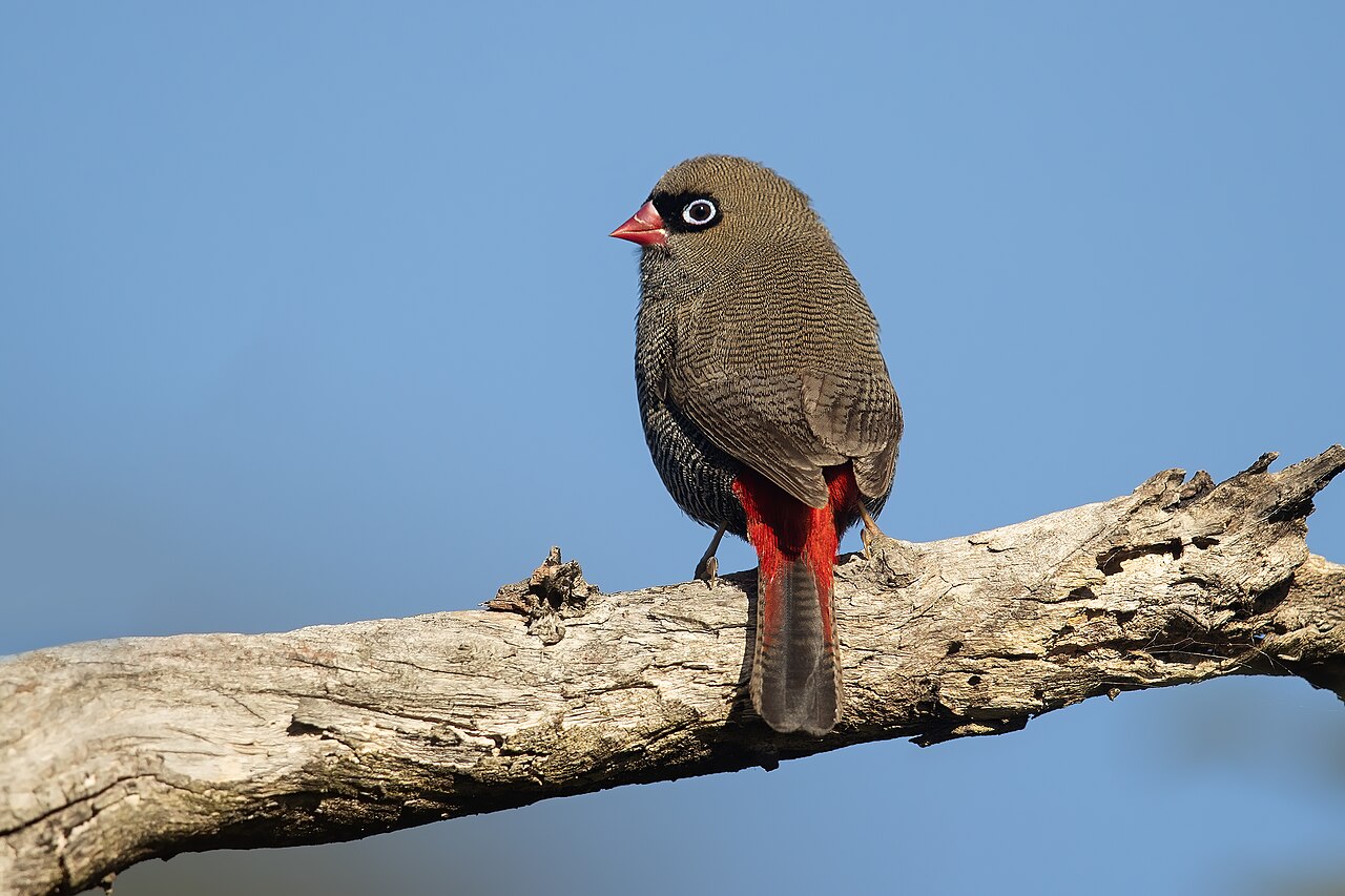 Beautiful Firetail (Stagonopleura bella)