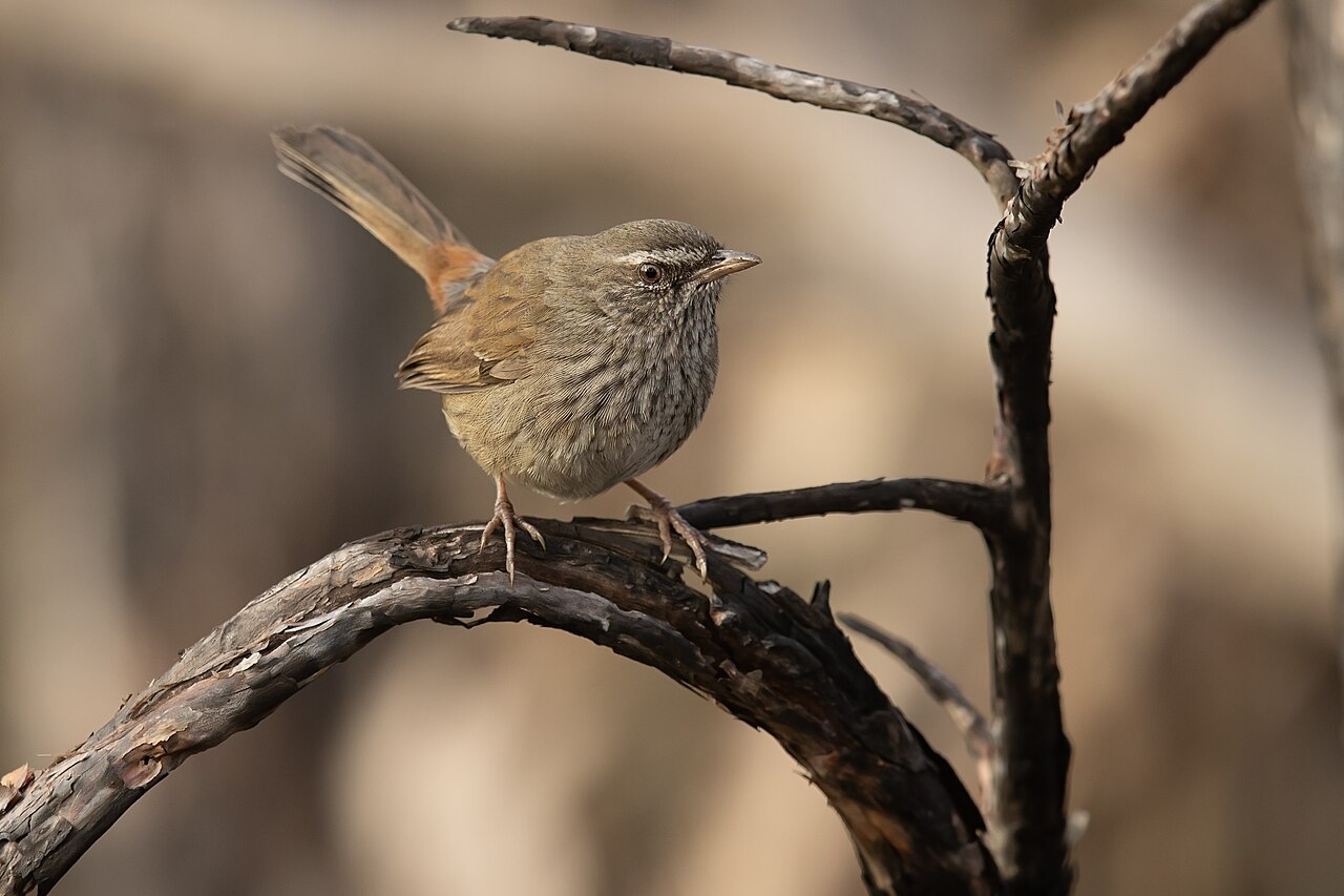 Vuurstuitheidesluiper (Hylacola pyrrhopygia)