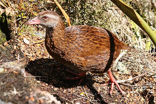 Weka (Gallirallus australis)