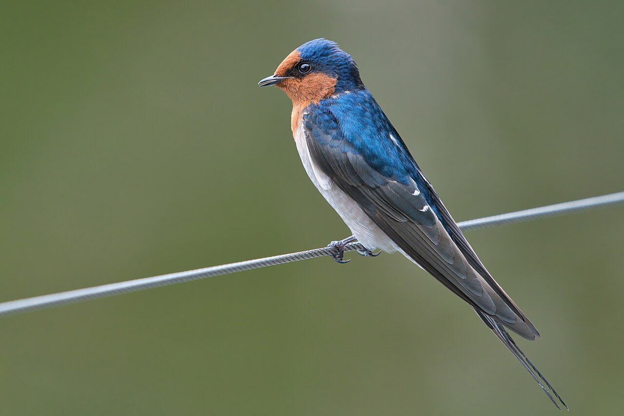 Golondrina australiana (Hirundo neoxena)