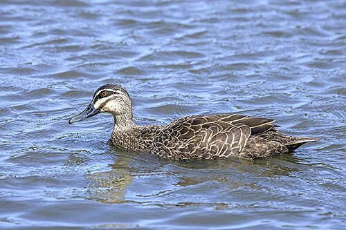 Wenkbrauweend (Anas superciliosa)