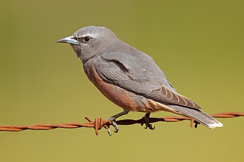 Wenkbrauwspitsvogel (Artamus superciliosus)