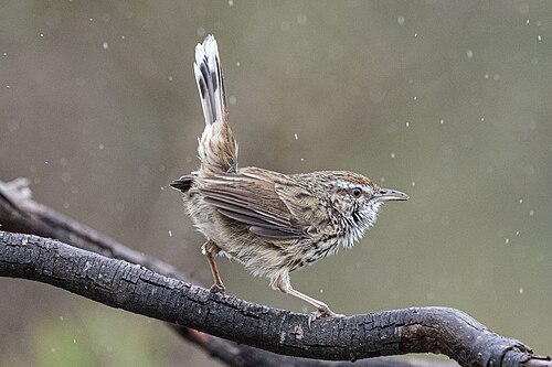 Westelijhke struiksluiper (Calamanthus montanellus)