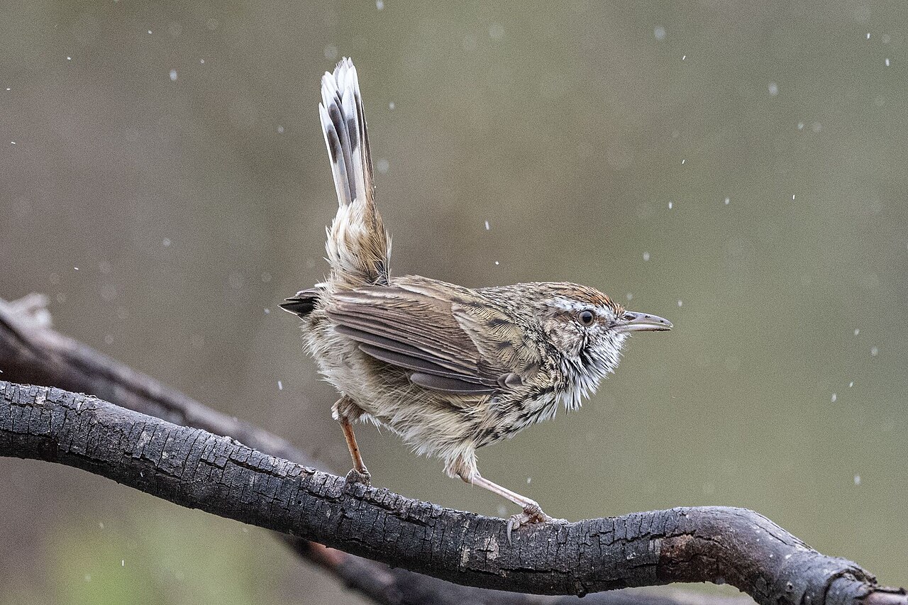 Westelijhke struiksluiper (Calamanthus montanellus)
