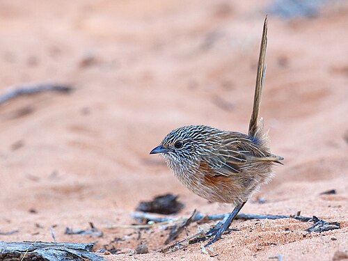 Westelijke grassluiper (Amytornis textilis)