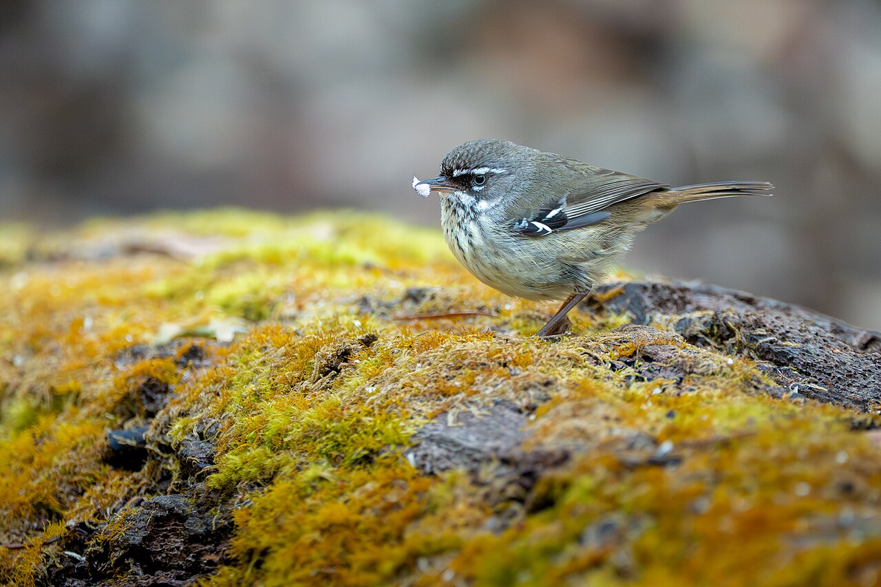 Sericornis maculatus (Sericornis maculatus)