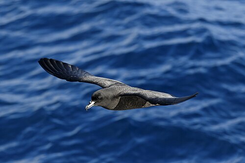 Westlandstormvogel (Procellaria westlandica)