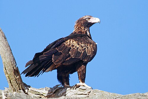 Wigstaartarend (Aquila audax)