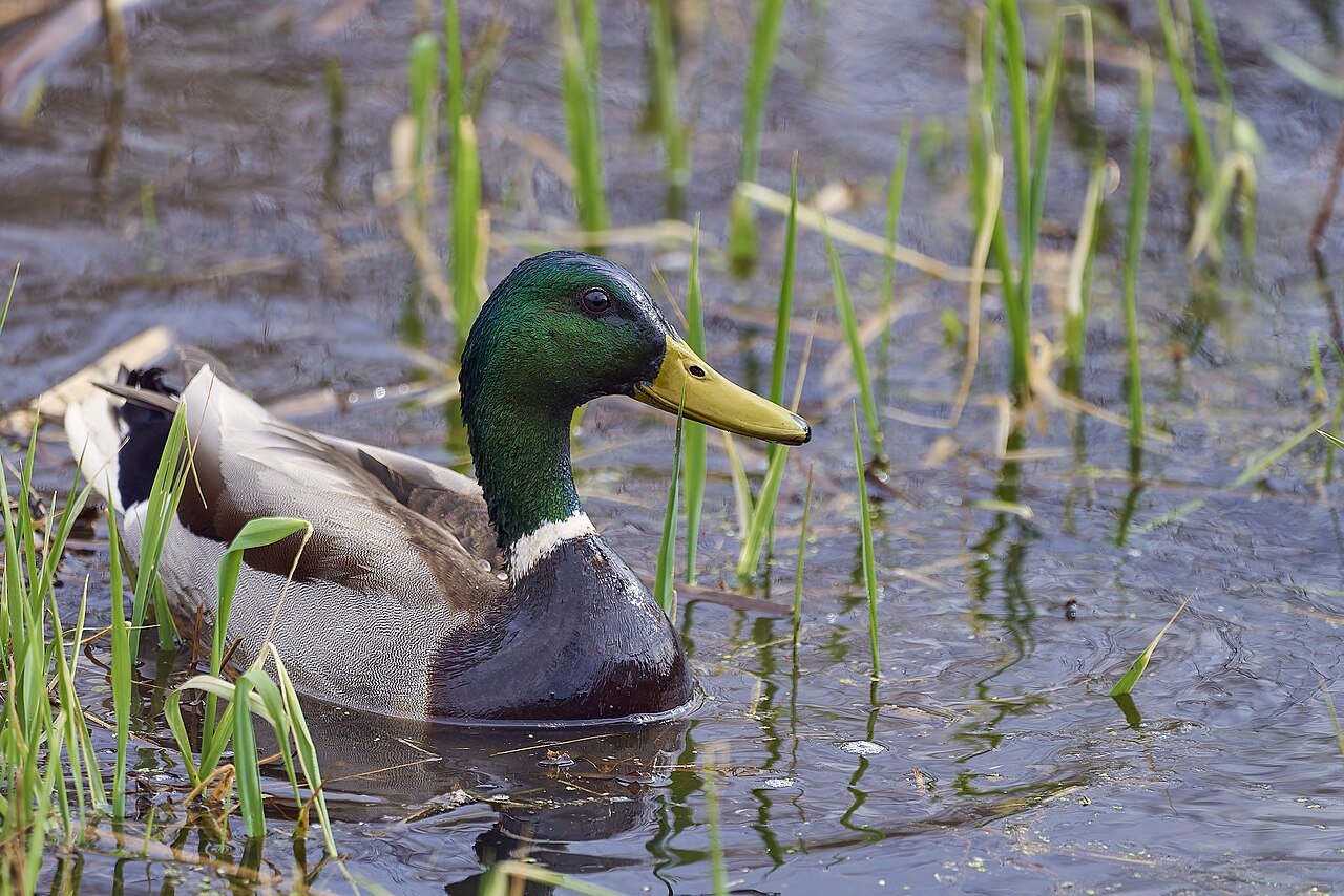 Wilde eend (Anas platyrhynchos)