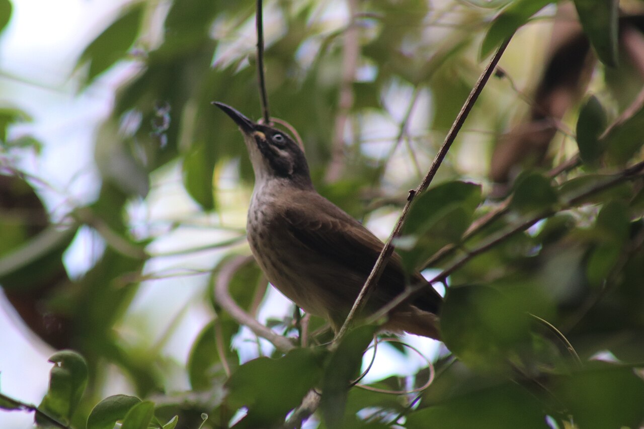 Witbaardhoningeter (Meliphaga albilineata)