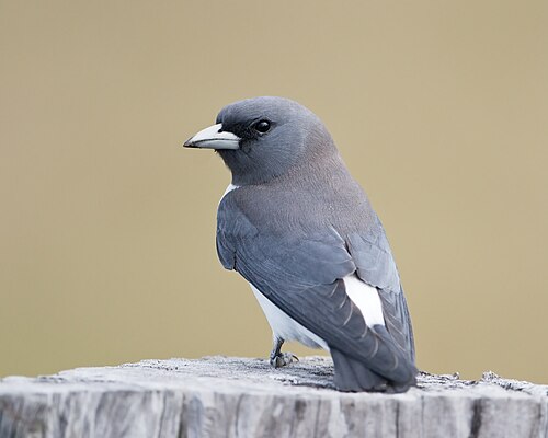 Witborstspitsvogel (Artamus leucorynchus)