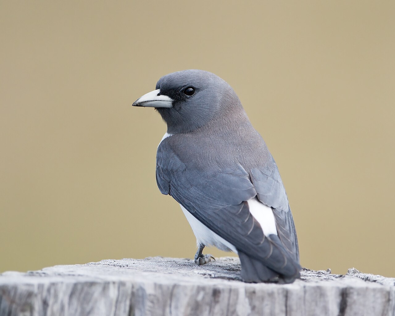 Witborstspitsvogel (Artamus leucorynchus)