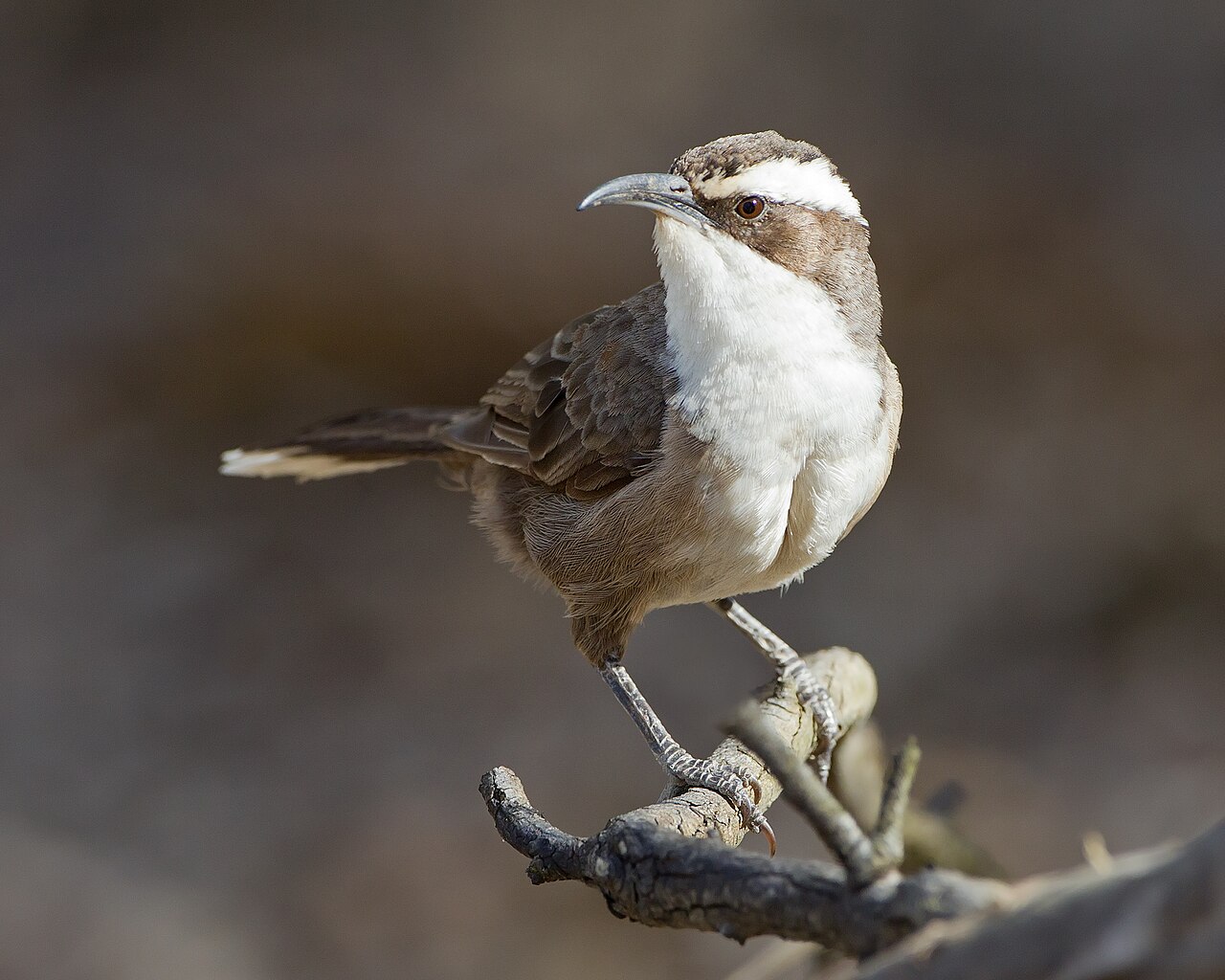 Witbrauwbabbelaar (Pomatostomus superciliosus)