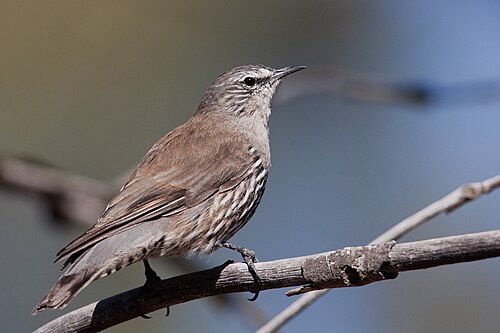 Witbrauwkruiper (Climacteris affinis)