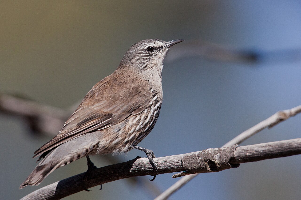 Witbrauwkruiper (Climacteris affinis)