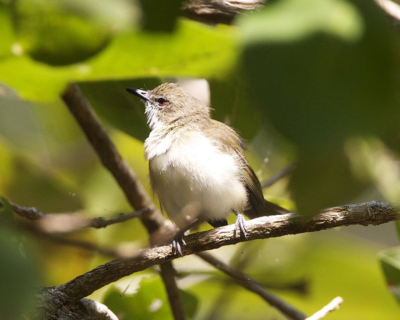 Gerigón de manglar (Gerygone levigaster)