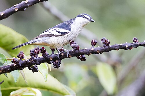 Witbrauwtriller (Lalage leucomela)