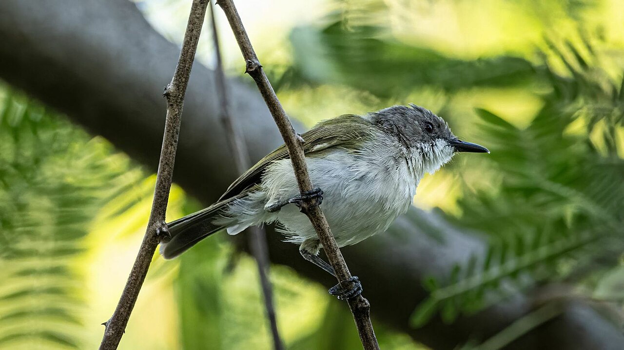 Gerigón dorsiverde (Gerygone chloronota)