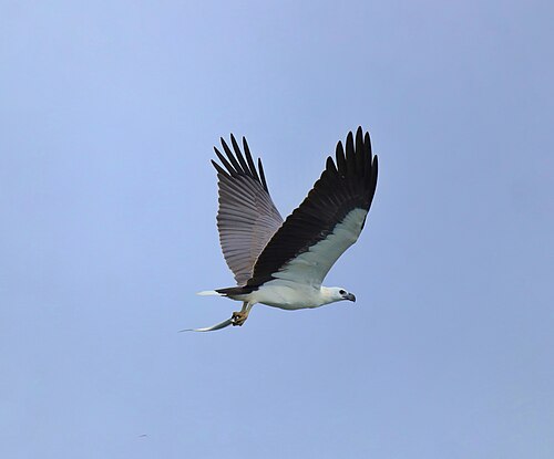 Witbuikzeearend (Icthyophaga leucogaster)