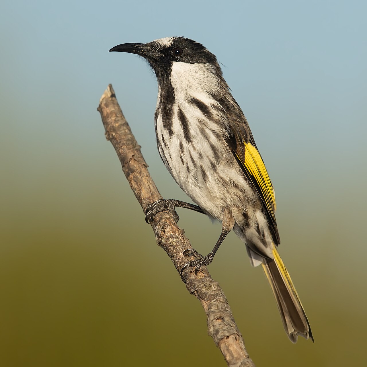 White-cheeked Honeyeater (Phylidonyris niger)