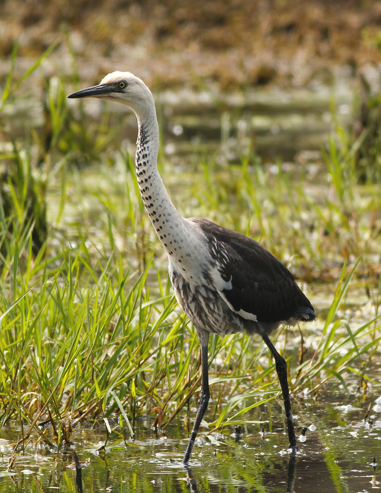 Withalsreiger (Ardea pacifica)