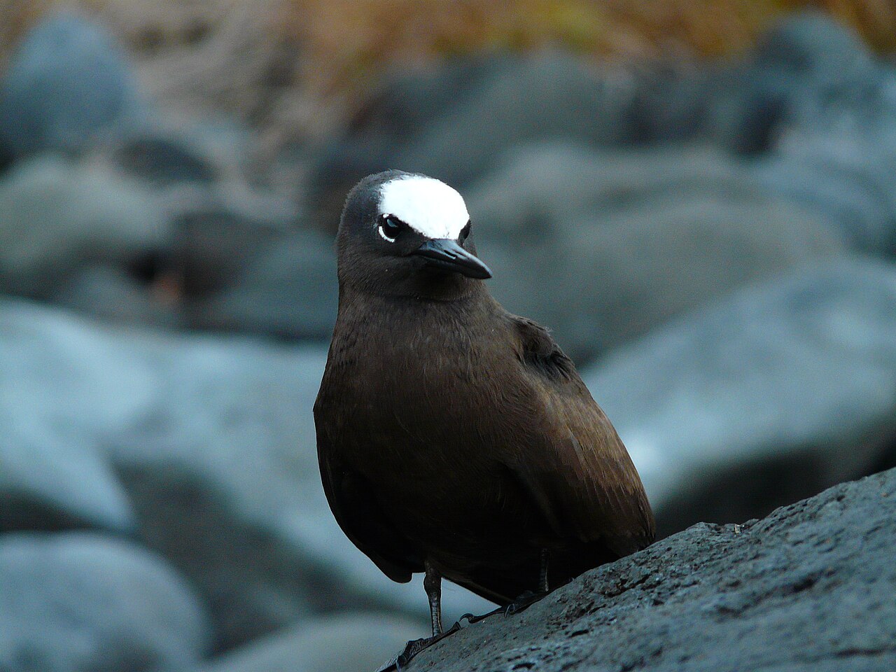 Witkapnoddy (Anous minutus)