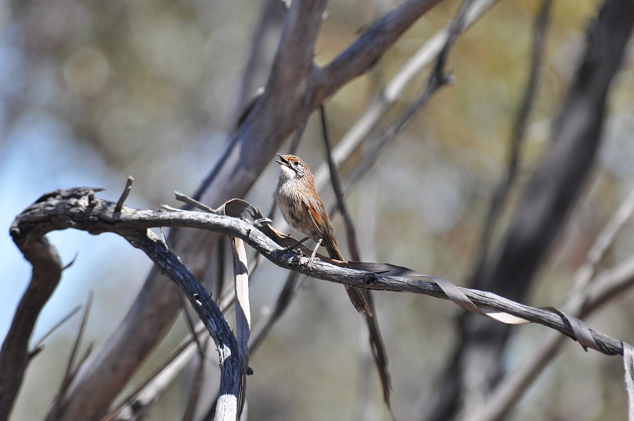 Striated Grasswren (Amytornis striatus)