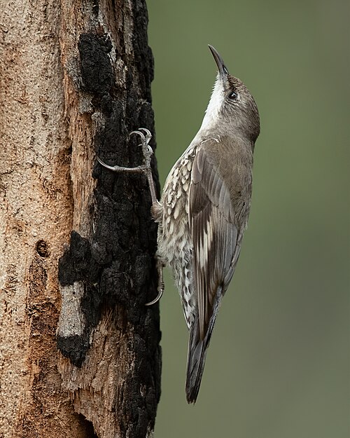 Witkeelkruiper (Cormobates leucophaea)