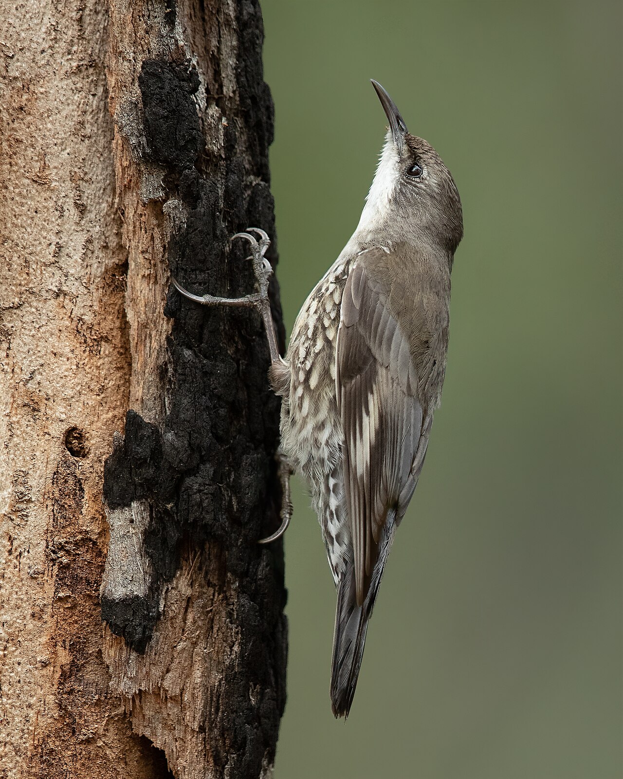 Witkeelkruiper (Cormobates leucophaea)