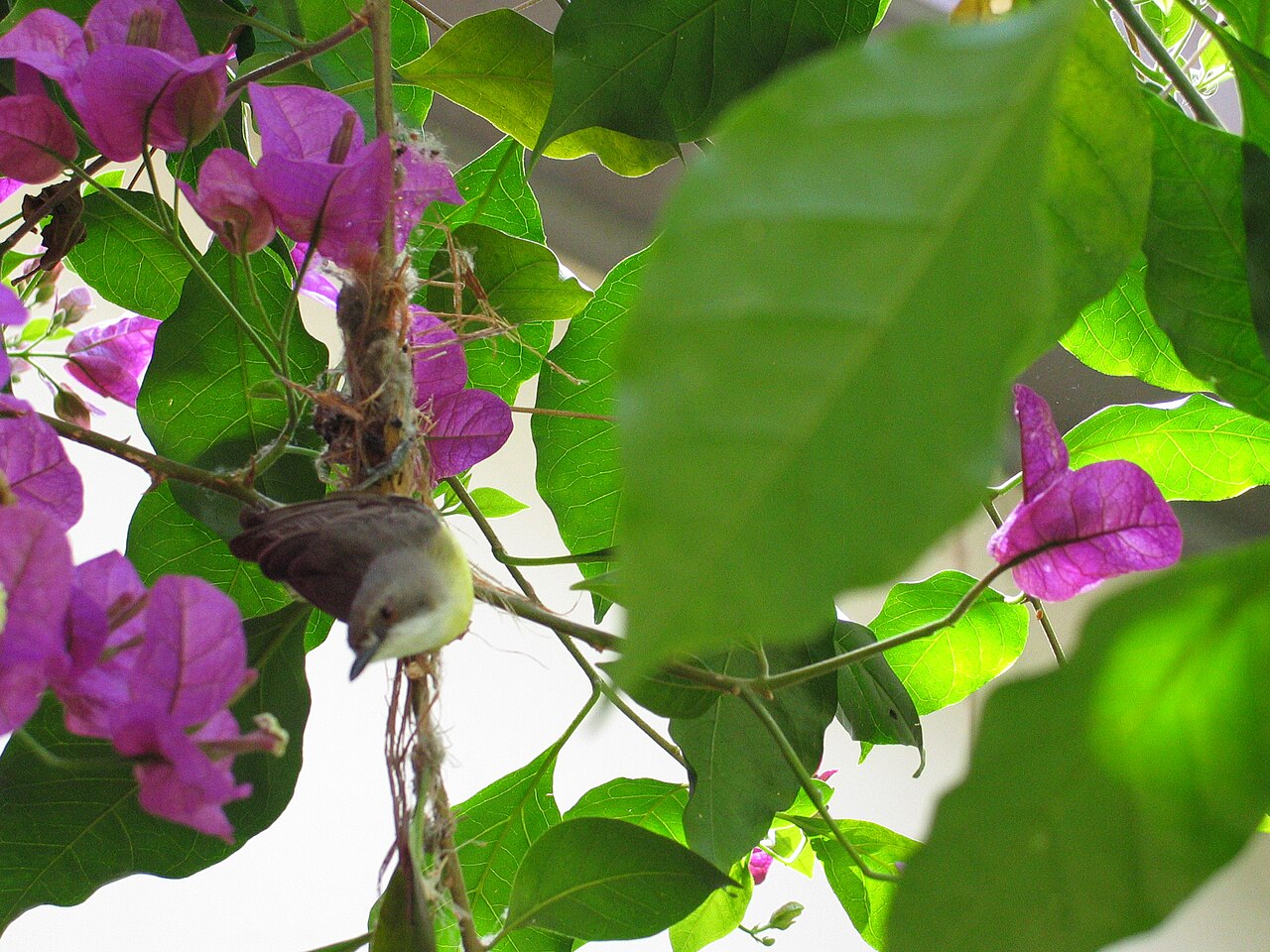 Gerigón de garganta blanca (Gerygone olivacea)
