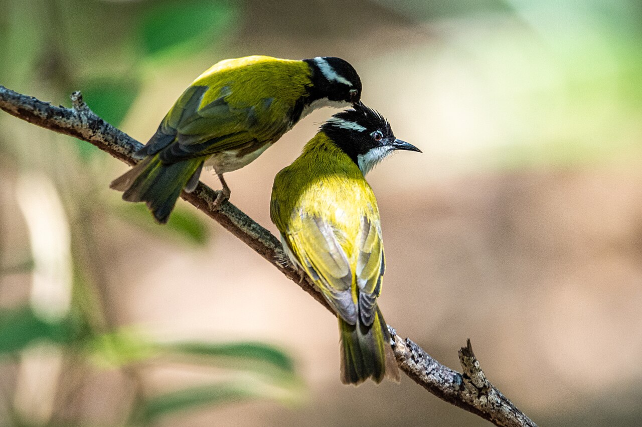 Witkinhoningeter (Melithreptus albogularis)
