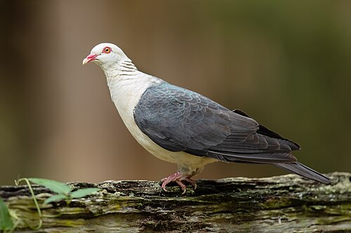 Witkopduif (Columba leucomela)