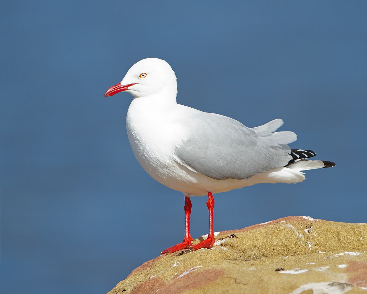 Witkopmeeuw (Chroicocephalus novaehollandiae)