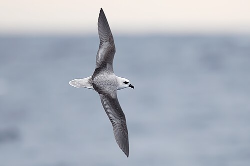 Witkopstormvogel (Pterodroma lessonii)
