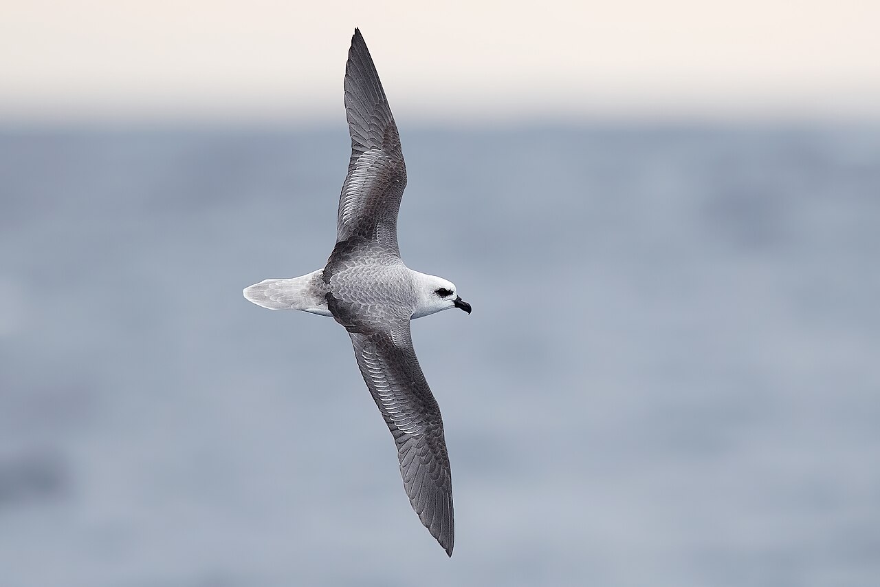 Witkopstormvogel (Pterodroma lessonii)