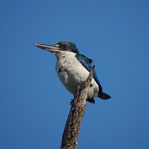 Witkraagijsvogel (Todiramphus sordidus)