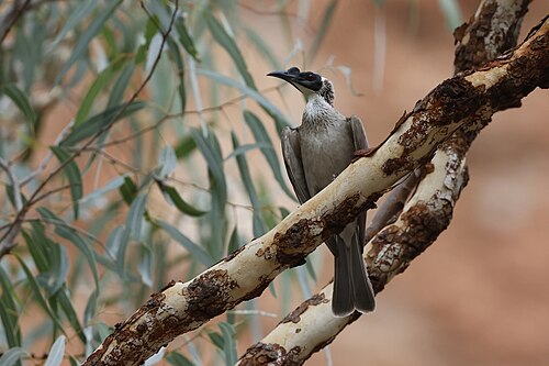 Witkruinlederkop (Philemon argenticeps)
